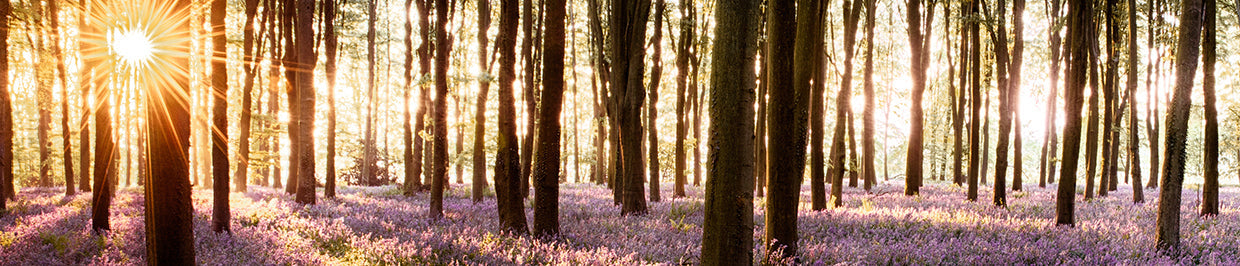 Winter 2025 Golden Forest